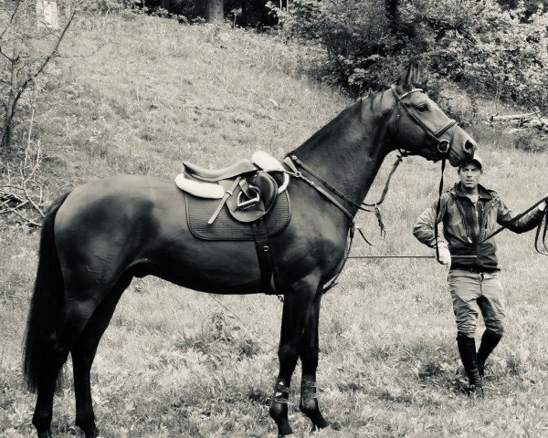 stallion Lamvivo WIRO Z (Zangersheide riding horse, 2017, from Lamm de Fétan)