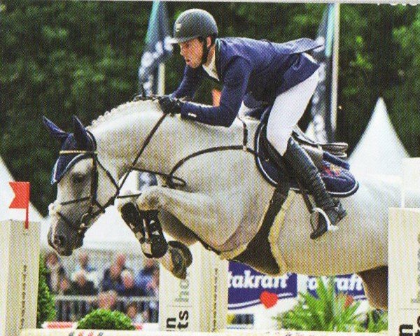 jumper Chap II (Oldenburg show jumper, 2010, from Cellestial)
