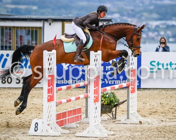 jumper Chiuvana N CH (Swiss Warmblood, 2016, from Colore)