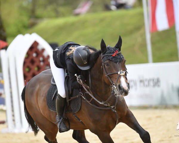 Springpferd Georgia 205 (Holsteiner, 2012, von Quarz Ask)