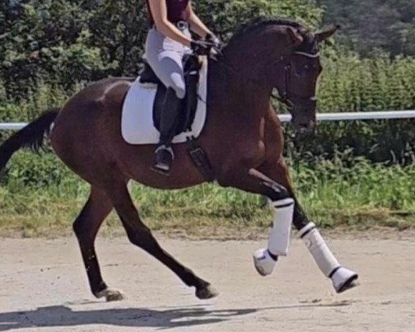 Dressurpferd Viva la Vronika (Westfale, 2021, von Vivat Rex)