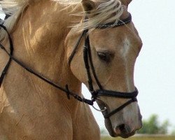 dressage horse Caprice (Brandenburger, 2001, from Caprigold)