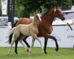 broodmare Cascara LP (German Sport Horse, 2014, from Fürstenstern 3)