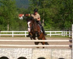 broodmare Prinzessa (Hessian Warmblood, 1999, from Primar)