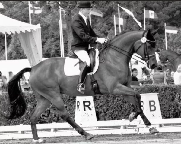 dressage horse Flora Flowerpower (Oldenburg, 2004, from Florencio I)
