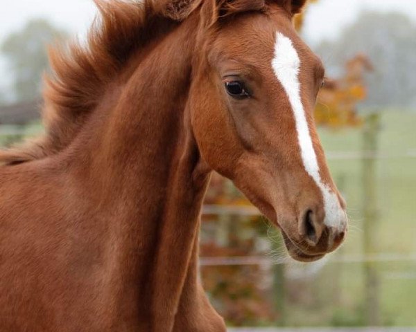 Dressurpferd Betty Bonds M (Rheinländer, 2019, von Bonds)