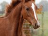 dressage horse Betty Bonds M (Rhinelander, 2019, from Bonds)