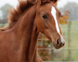 dressage horse Betty Bonds M (Rhinelander, 2019, from Bonds)