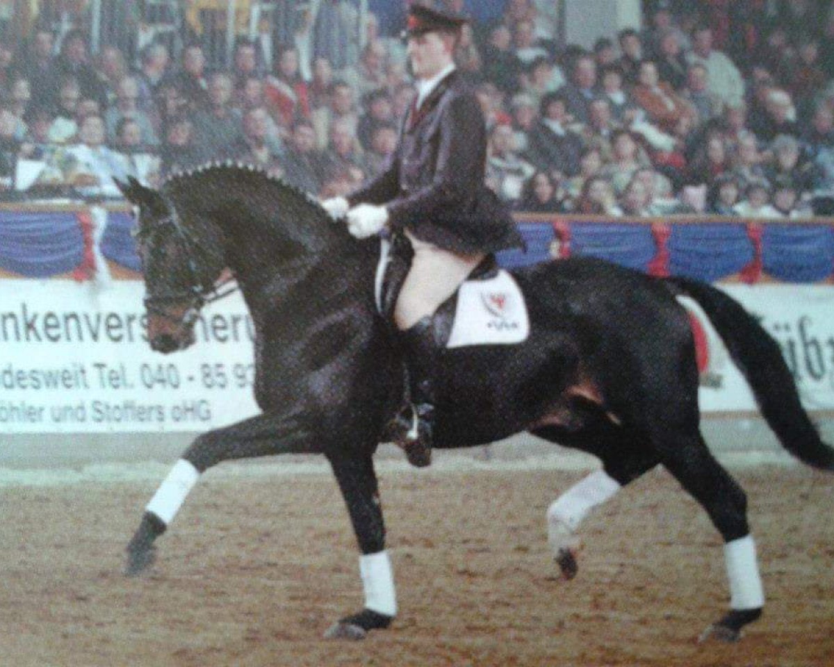 Deckhengst Rosenprinz (Brandenburger, 1996, von Rohdiamant)