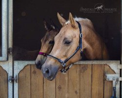 broodmare Concordia LP (German Sport Horse, 2010, from Renier)