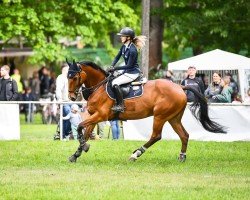 jumper Maccario B (German Sport Horse, 2009, from Monte Bellini)