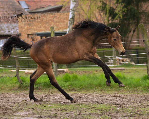 Dressurpferd Cya LP (Deutsches Sportpferd, 2020, von Rocky Lee)