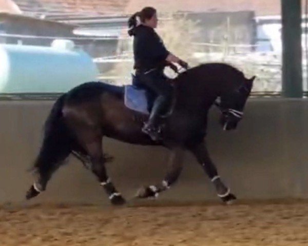 dressage horse JoLob (Friese, 2011, from Take 455)