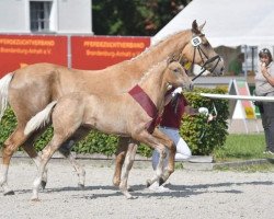 horse Carenina LP (Deutsches Sportpferd, 2020, from Baron)