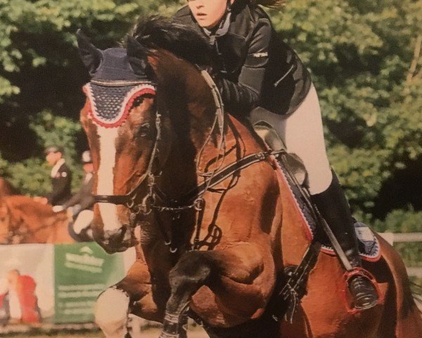 jumper Ravallo (Austrian Warmblood, 2005)