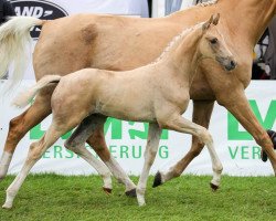 horse Brazil LP (Deutsches Sportpferd, 2019, from Baron)