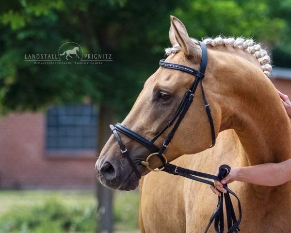 broodmare Citronella LP (German Sport Horse, 2014, from Fürstenstern 3)