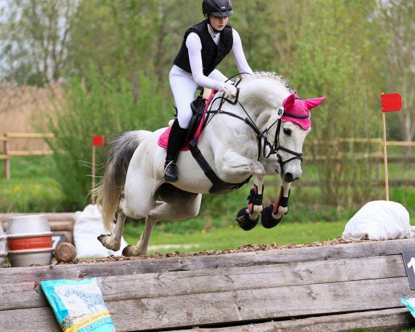 Springpferd Askara 21 (Westfale, 2012, von Levisonn 208 FIN)