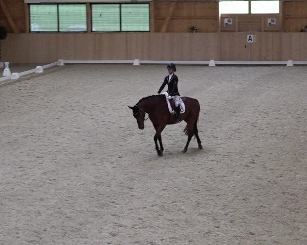 Reitturnier Aadorf 2025