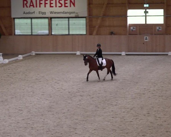 Reitturnier Aadorf 2025