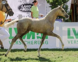 Dressurpferd Cameron LP (Deutsches Sportpferd, 2018, von Blue Hors Baron)