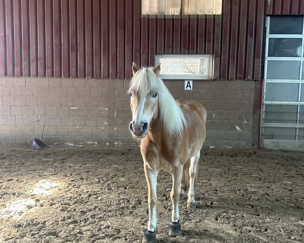 dressage horse Steve Wonderful (Haflinger, 2016, from Stand Men -S)