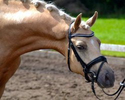 dressage horse Feengold 8 (German Warmblood, 2013, from Fürstenstern 3)