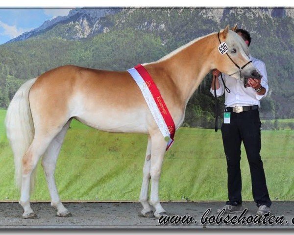 broodmare Maylin (Haflinger, 2013, from Nostalgie)