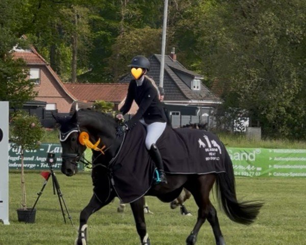 Springpferd Dance For Galanthea (Hannoveraner, 2012, von Dornenkönig)