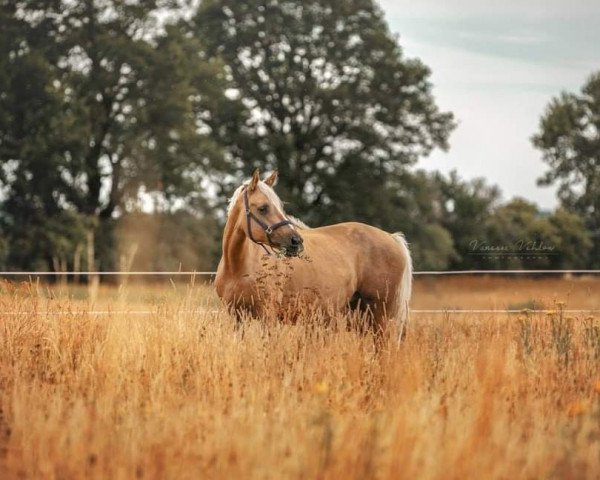 broodmare Cortess LP (German Sport Horse, 2009, from Editorial)