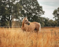 horse Cortess LP (Deutsches Sportpferd, 2009, from Editorial)