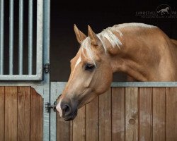 dressage horse Calamity Jane LP (German Sport Horse, 2017, from Bonds)