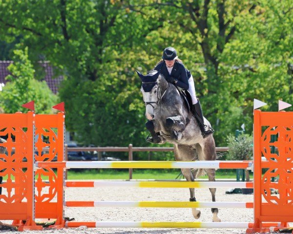 jumper Chuo Kikuu (Oldenburg show jumper, 2019, from Chacoon Blue)