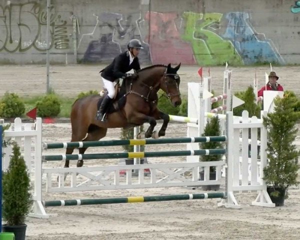 jumper Galant Hcw CH (Swiss Warmblood, 2007, from Galant Normand)