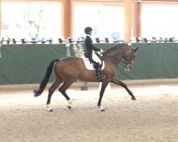 dressage horse Sir Stanley W (Oldenburg, 2010, from Stedinger)