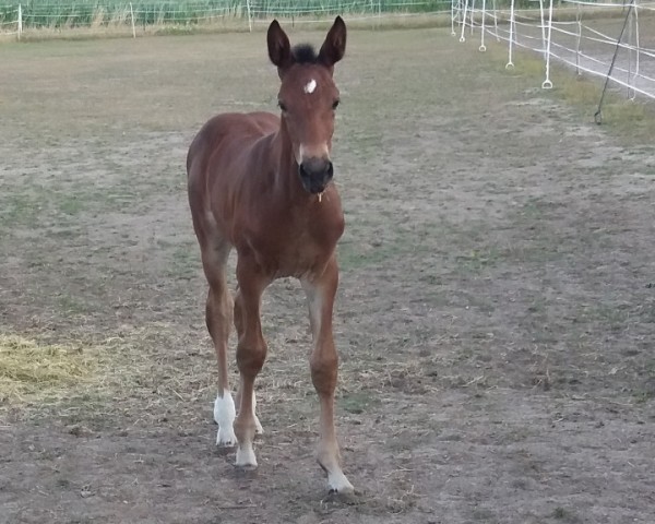 Springpferd Genevieve van Lage (Zangersheide Reitpferd, 2019, von Gaillard de La Pomme)