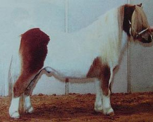 Pferd Ricco van Greet's Garden (Shetland Pony, 2001, von Menthe van het Keijzertje)