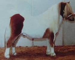 Pferd Ricco van Greet's Garden (Shetland Pony, 2001, von Menthe van het Keijzertje)