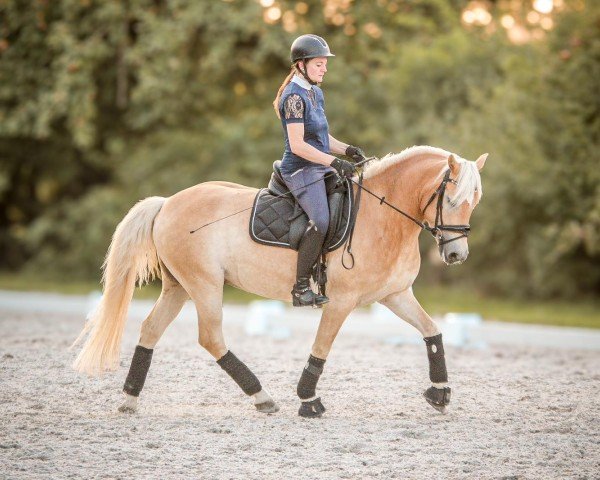 dressage horse Saphir Deluxe (Edelbluthaflinger, 2019, from Stakkato K (0,78% ox))