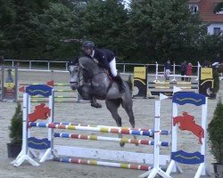 jumper Chacgbalou (Oldenburg show jumper, 2020)