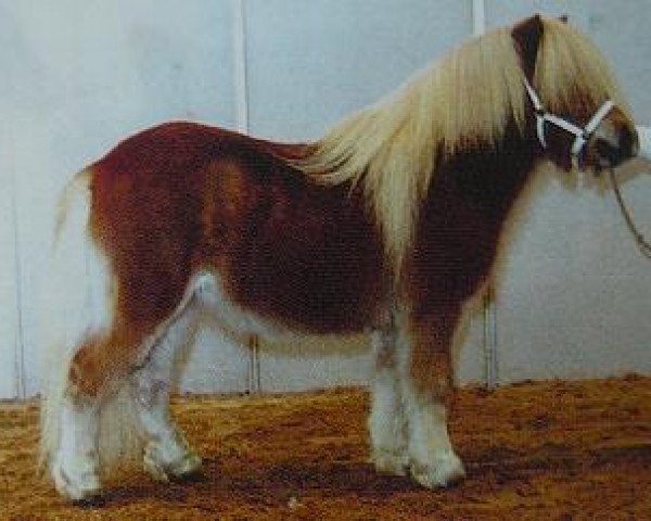 Pferd Rex van de Renderklippen (Shetland Pony, 2001, von Martijn van het Wald)