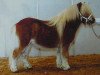 Pferd Rex van de Renderklippen (Shetland Pony, 2001, von Martijn van het Wald)