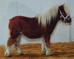 Pferd Redondo van stal Brammelo (Shetland Pony, 2001, von Kalypso of Sportview)