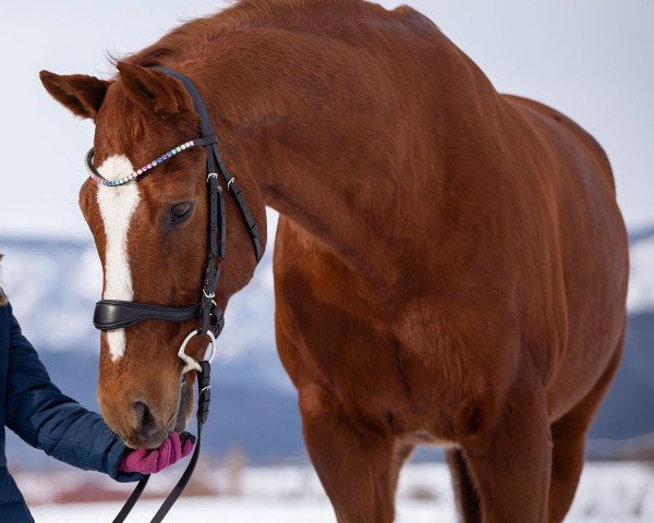 dressage horse Leonidas 5 (Austrian Warmblood, 2005, from Laurentio)