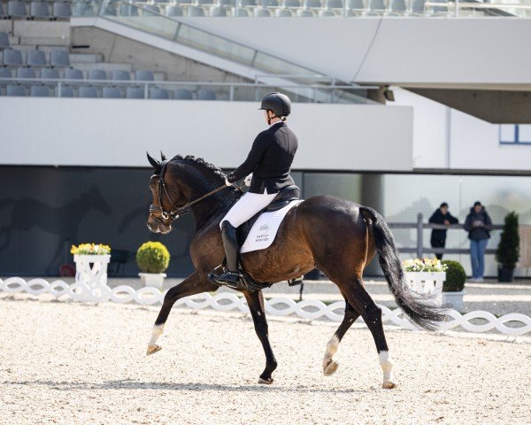 stallion Rickhofs El Guapo (Rhinelander, 2020, from Escamillo)