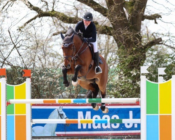 stallion Calistero (German Sport Horse, 2013, from Cascadello)