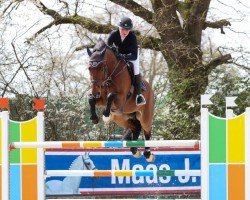 stallion Calistero (German Sport Horse, 2013, from Cascadello)