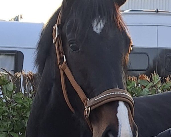 dressage horse Royal Radiance (Oldenburg, 2022, from Royal Doruto OLD)