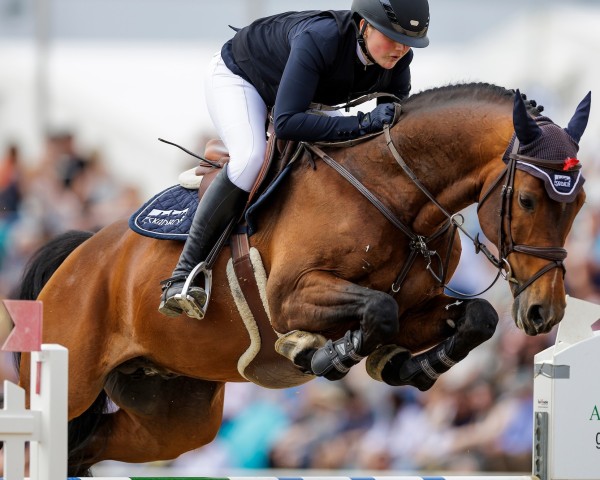 stallion Carlton Sr (Holsteiner, 2013, from Cascadello)