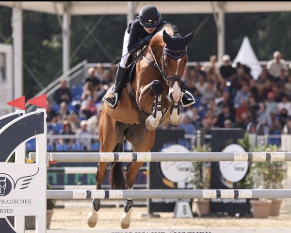 jumper Cosimo 68 (Holsteiner, 2017, from Cascadello)